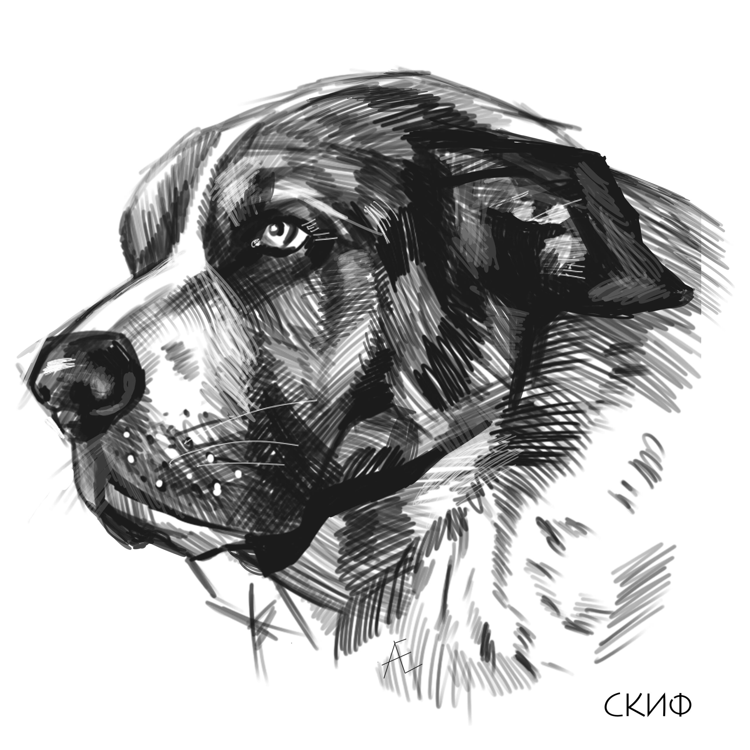 Приют для собак "Друг"